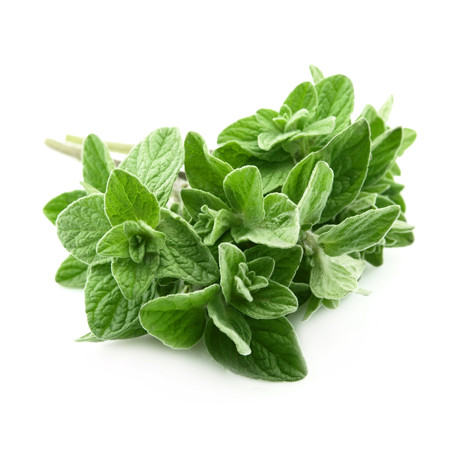 oregano